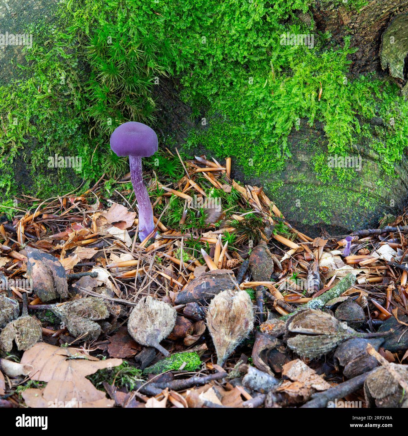 Un singolo toadstool Deceiver Amethyst sotto un faggio in Beacon Wood, Penrith, Cumbria, Regno Unito Foto Stock