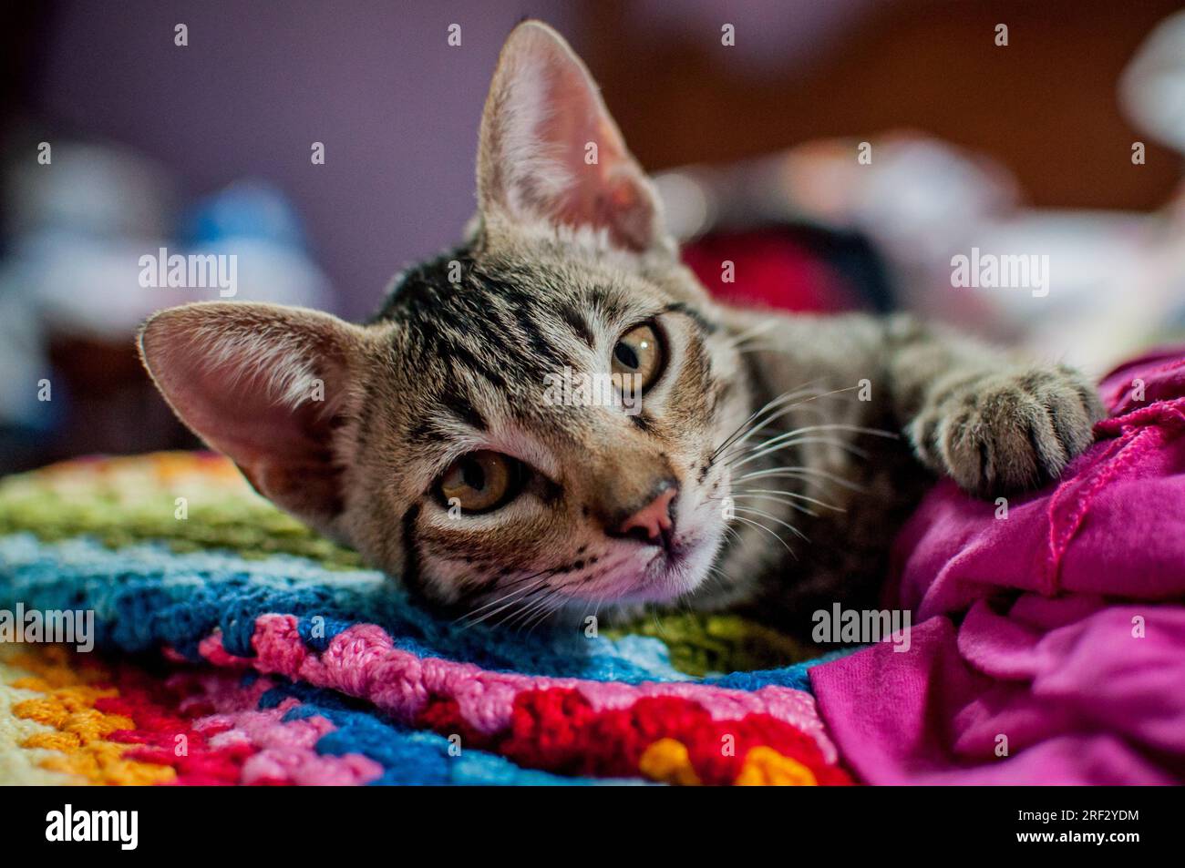 Ritratto Cat. Gatto di razza mista. Gatto con rivestimento antigraffio. Foto Stock