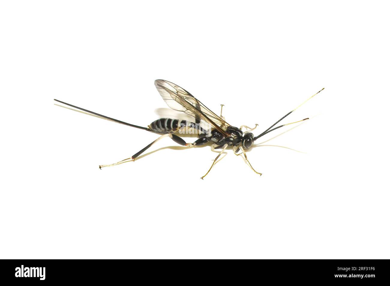 La vespa di ichneumon Arotes amoenus femmina con ovipositore su sfondo bianco Foto Stock