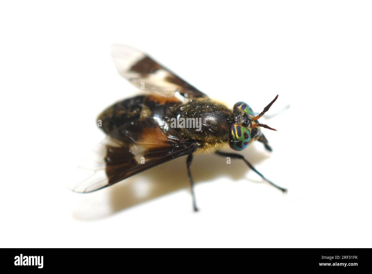 Deerfly chrysops punge il parassita volare isolato su sfondo bianco Foto Stock