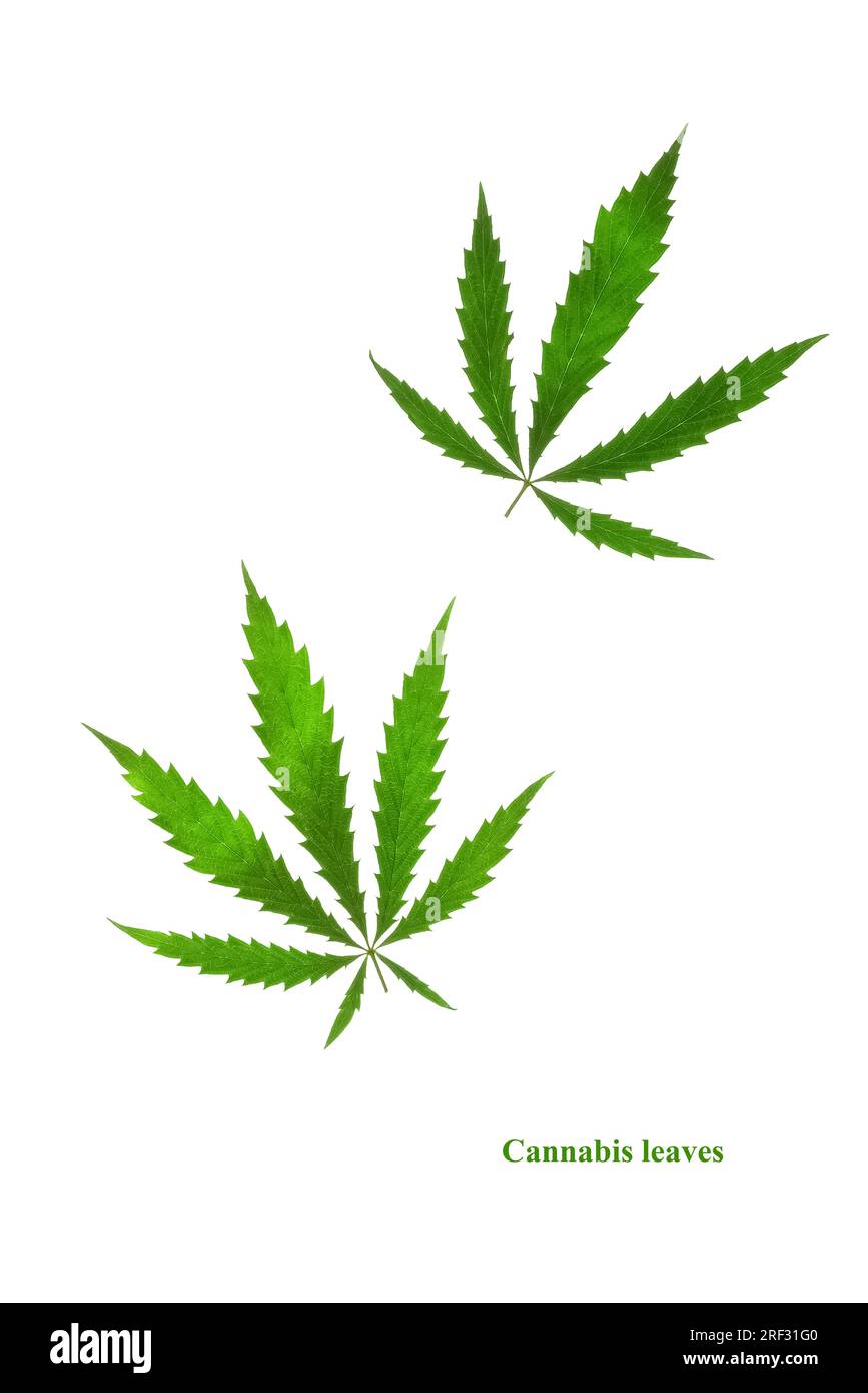 Foglie di cannabis su sfondo bianco. Layout creativo. Bellissime foglie di canapa verde. Foto Stock