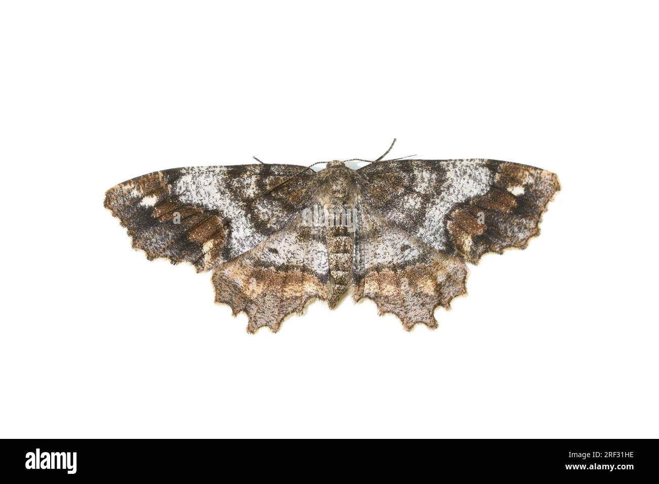 Variante a un punto della falena Hypagyrtis unipunctata su sfondo bianco Foto Stock