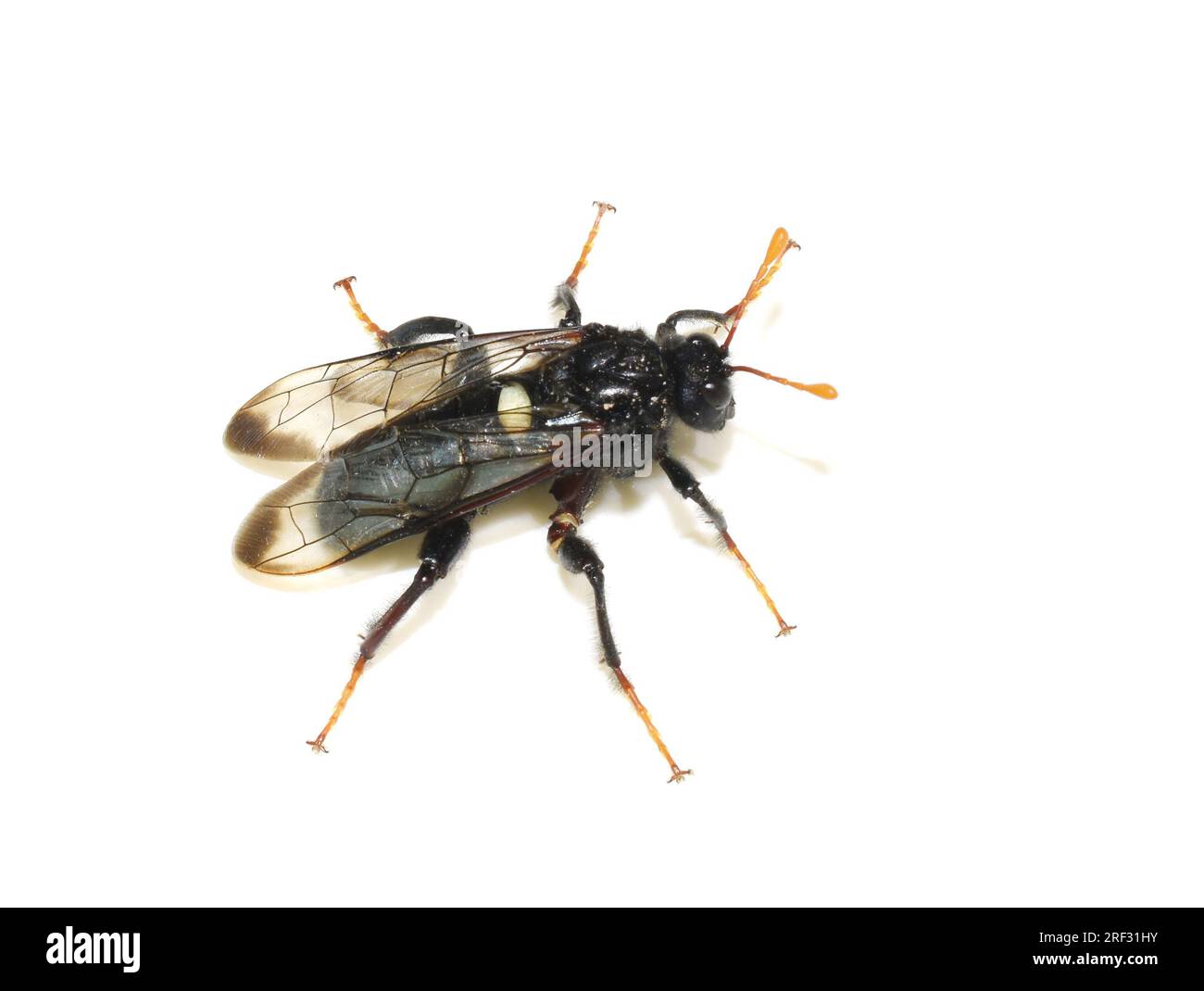 Birch Sawfly Cimbex femoratus su sfondo bianco Foto Stock