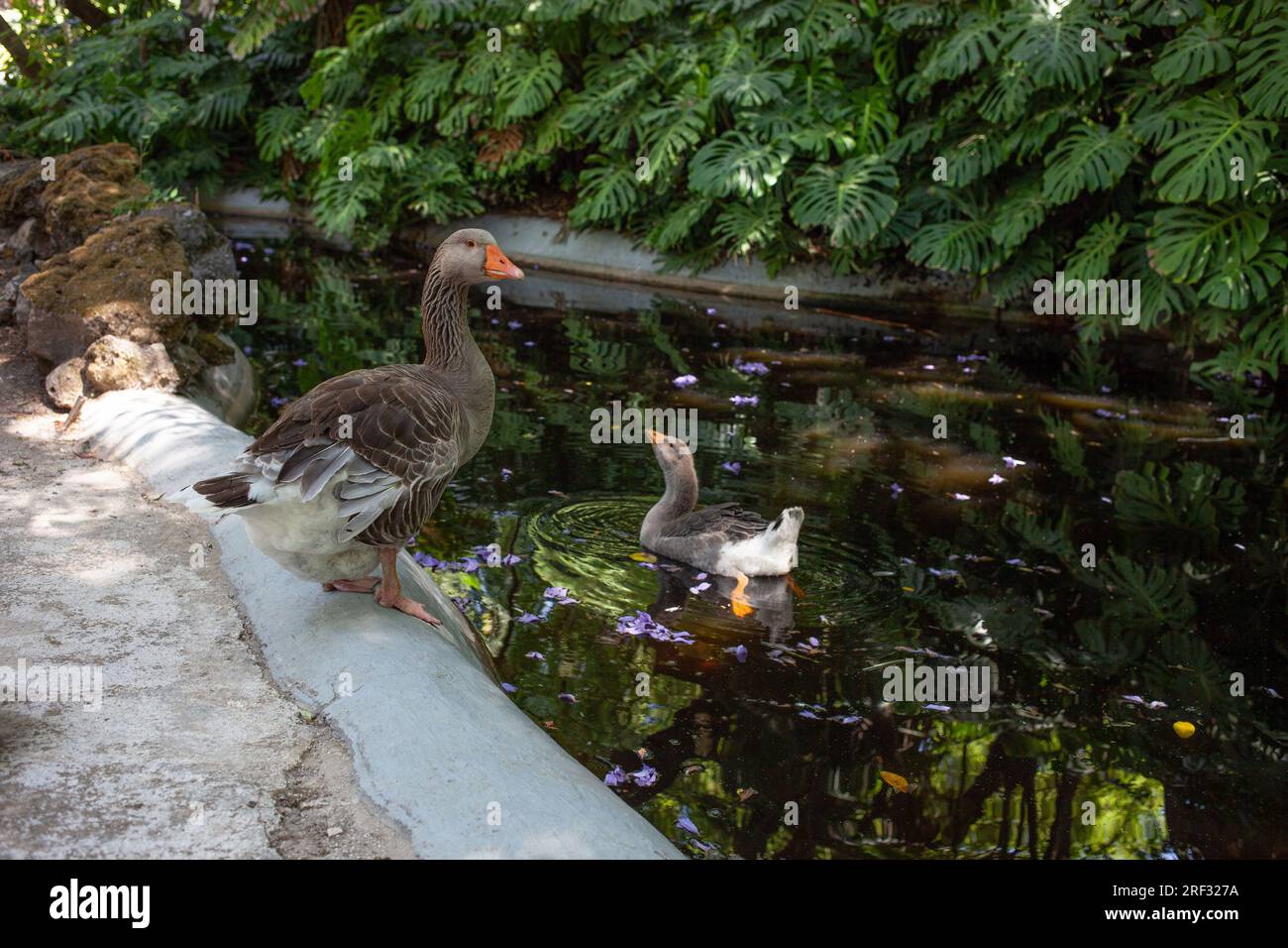 Un'oca di Tolosa adulta si trova vicino a uno stagno, un giovane nuota nell'acqua Foto Stock