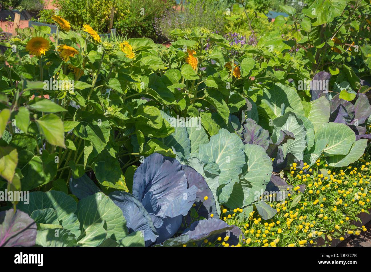 Fitti boschetti di girasole, cavoli ed erbe ornamentali nel giardino dell'farmacia Foto Stock