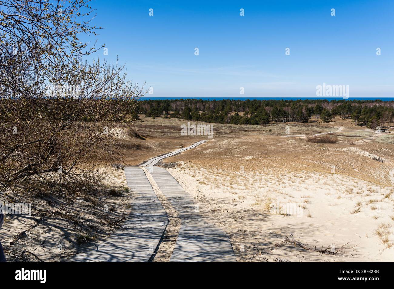 Sentiero in legno sulle Dune morte, o Dune grigie, Curonian Spit, Neringa, Lituania. Foto Stock