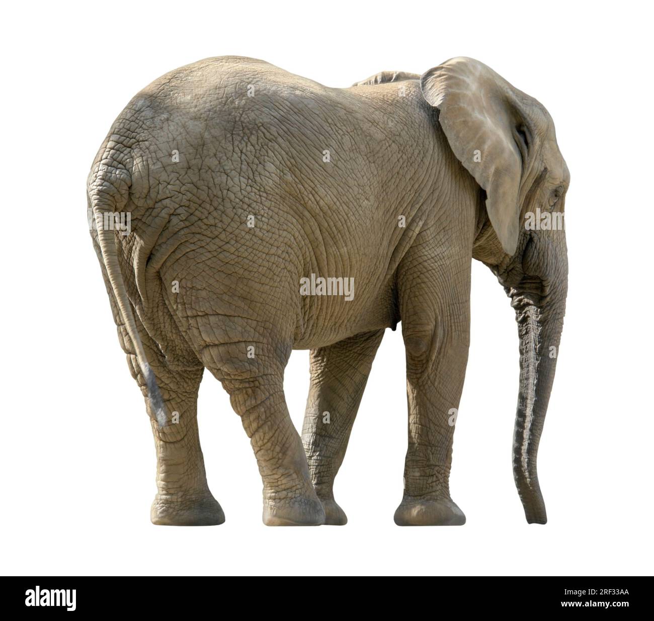 Elefante africano nel retro bianco Foto Stock