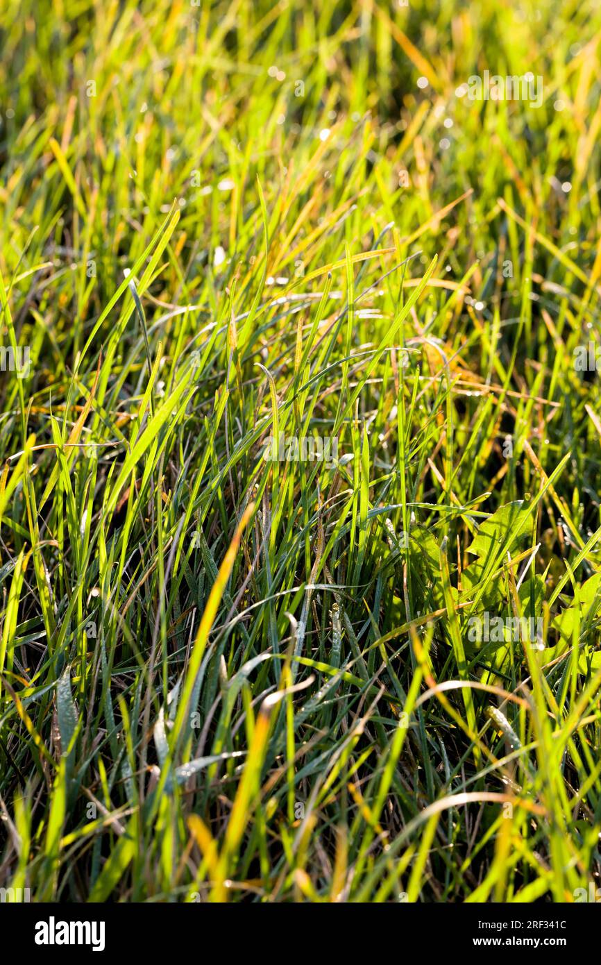 natura naturale con erba verde, primo piano di vere piante vive sul terreno in un prato o in una radura Foto Stock