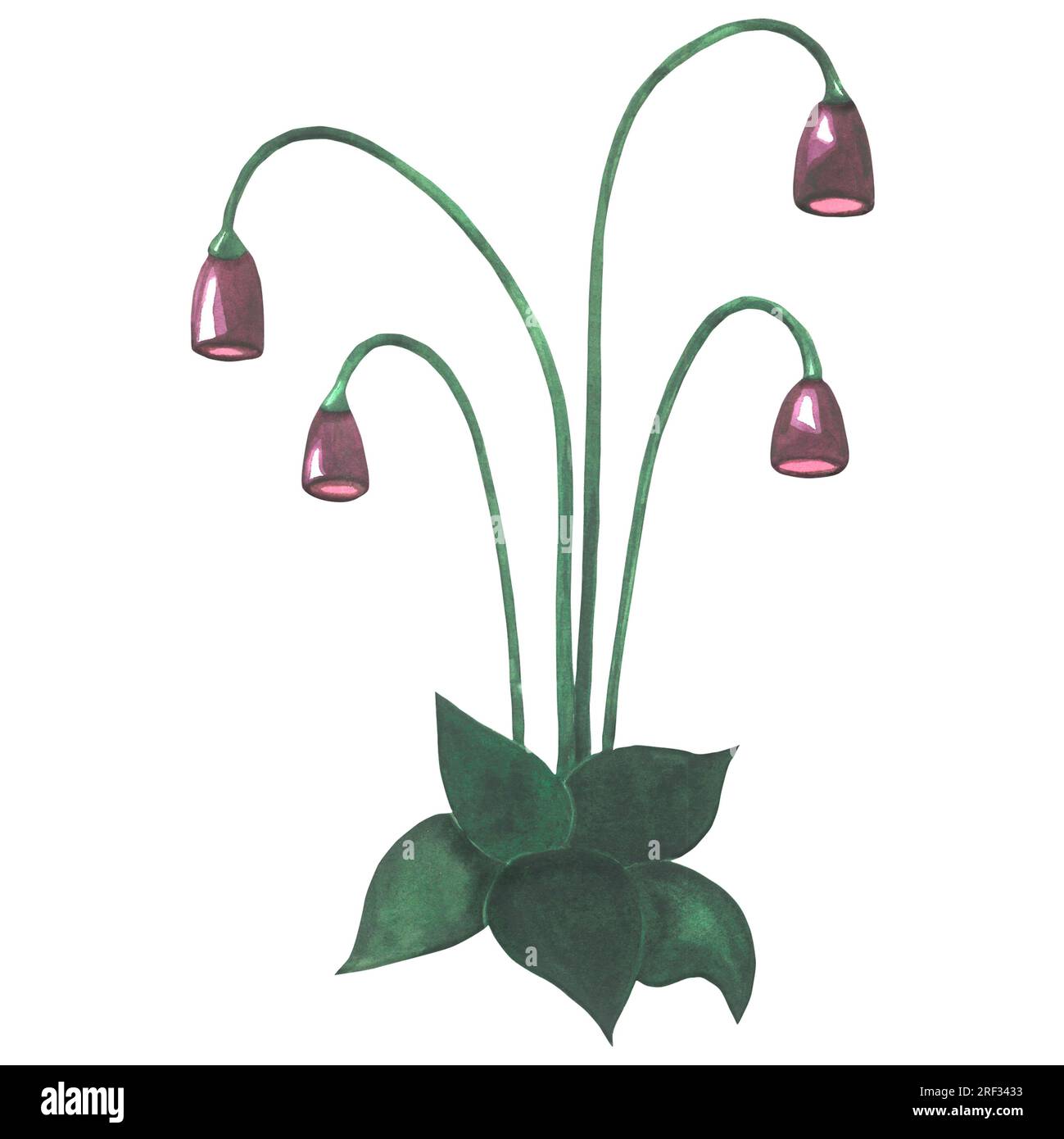 Illustrazione ad acquerello di un fiore viola in stile medievale. Realizzato a mano isolato su sfondo bianco Foto Stock