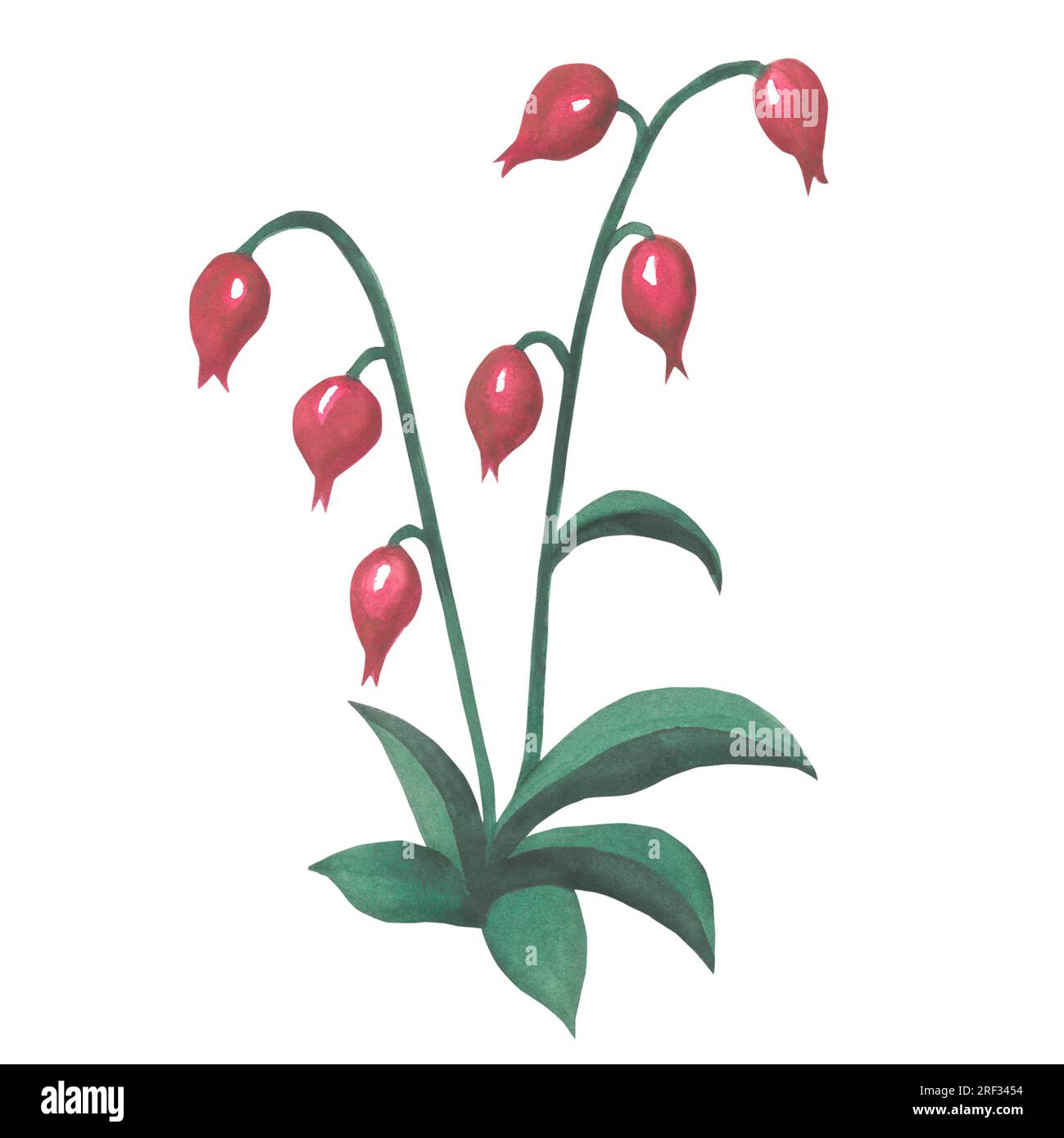 Illustrazione ad acquerello di un fiore rosa in stile medievale. Realizzato a mano isolato su sfondo bianco Foto Stock