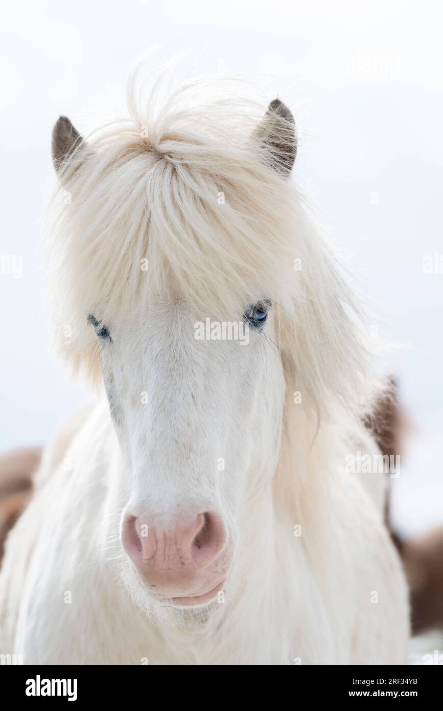 Un cavallo islandese bianco o "grigio" con occhi blu e una lunga criniera bianca (Islanda) Foto Stock