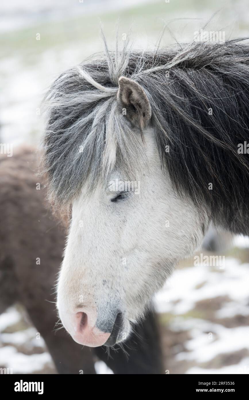 Primo piano di un cavallo islandese bianco o "grigio" con una lunga criniera grigia e orecchie grigie (Islanda) Foto Stock