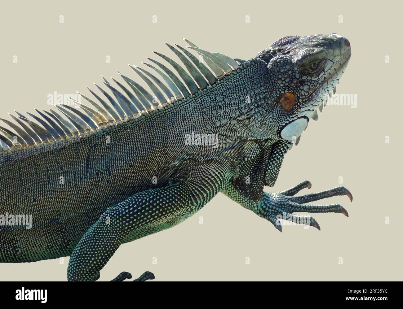 Ritratto di un iguana verde isolato in luce posteriore Foto Stock