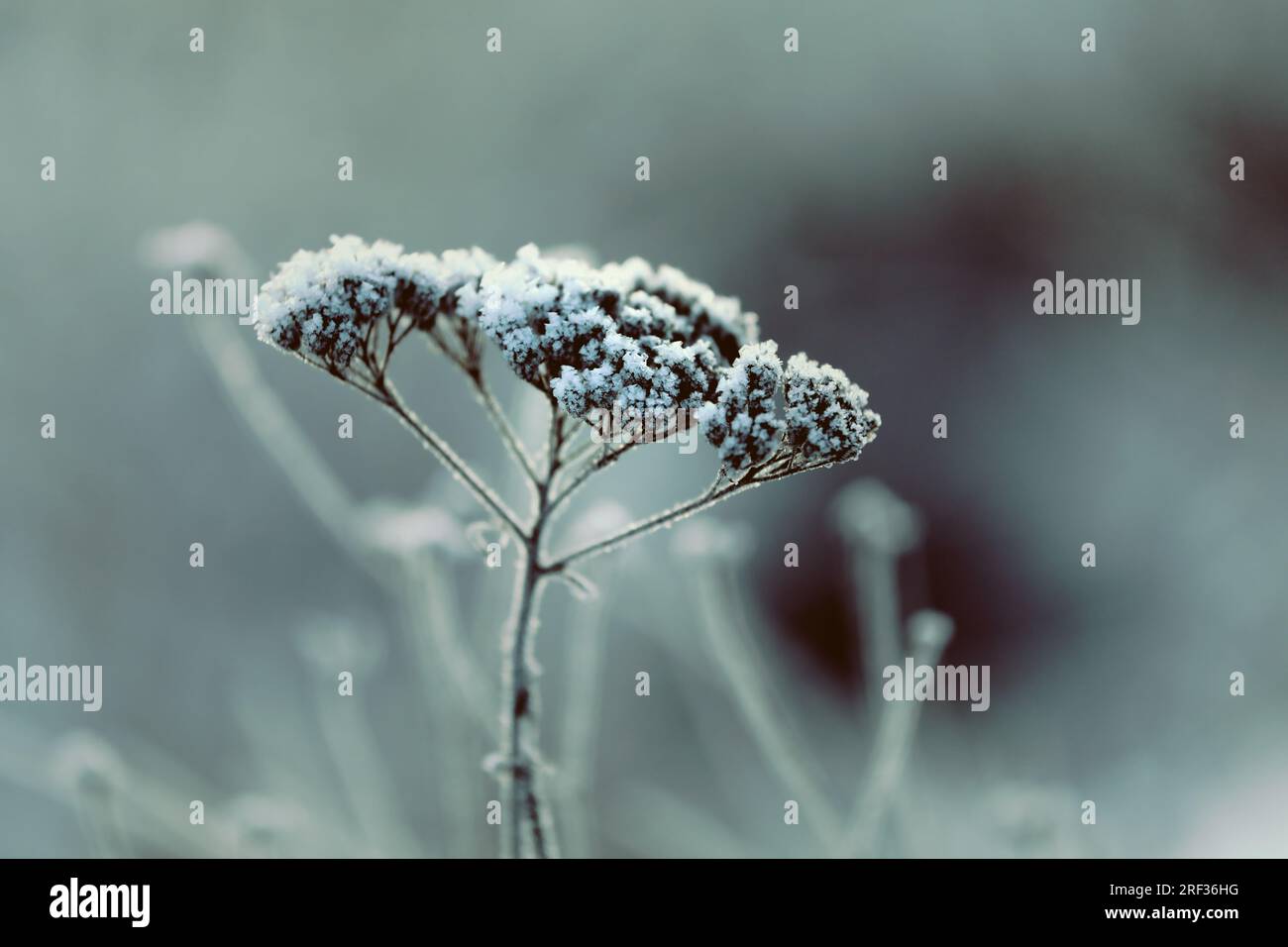 Hoarfrost o Advection Frost su Achillea millefolium, yarrow comune, in una mattina d'inverno. Foto Stock