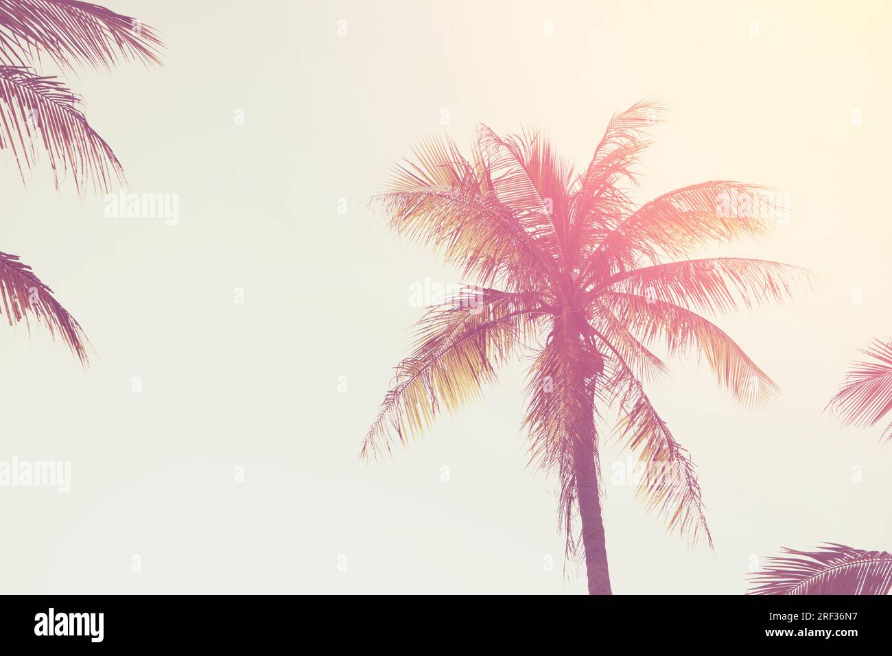Palme da cocco tropicali sul tramonto cielo flare. Immagine di sfondo Foto Stock