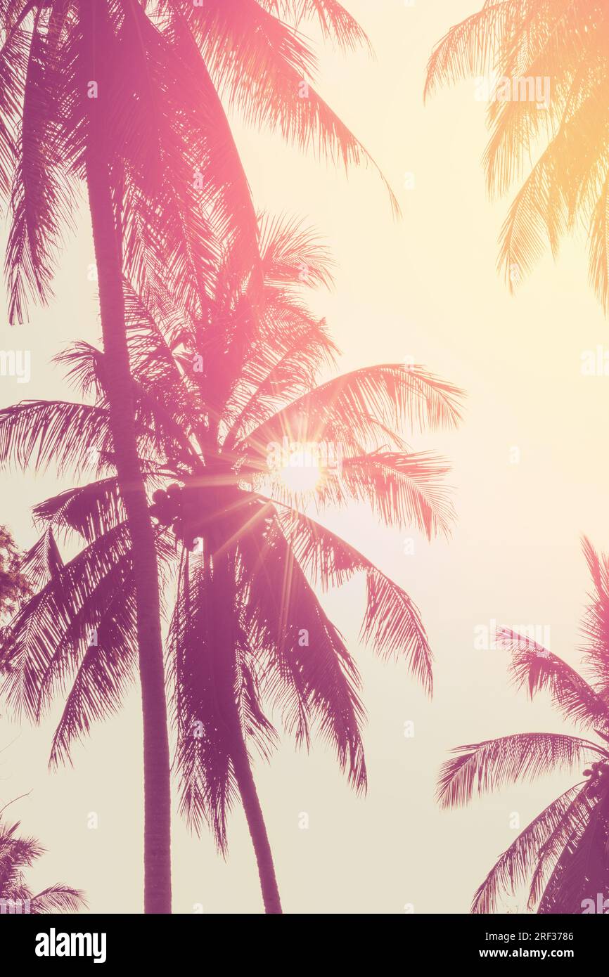 Palme da cocco tropicali sul tramonto cielo flare. Immagine di sfondo Foto Stock