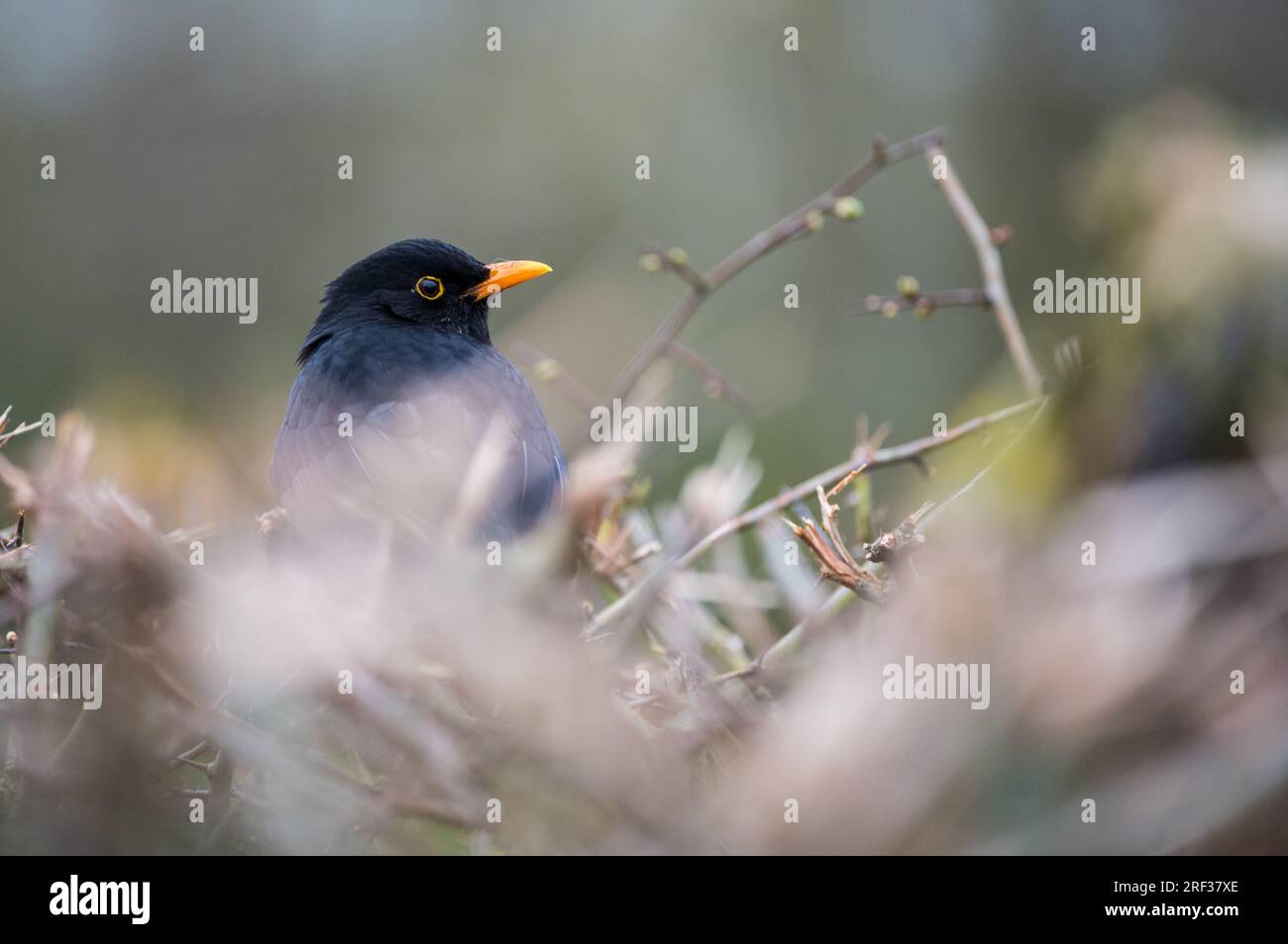 Un comune uccello nero, chiamato anche uccello nero eurasiatico, arroccato tra i rami all'inizio della primavera, quando le foglie sulle piante stanno appena iniziando a germogliare. Foto Stock