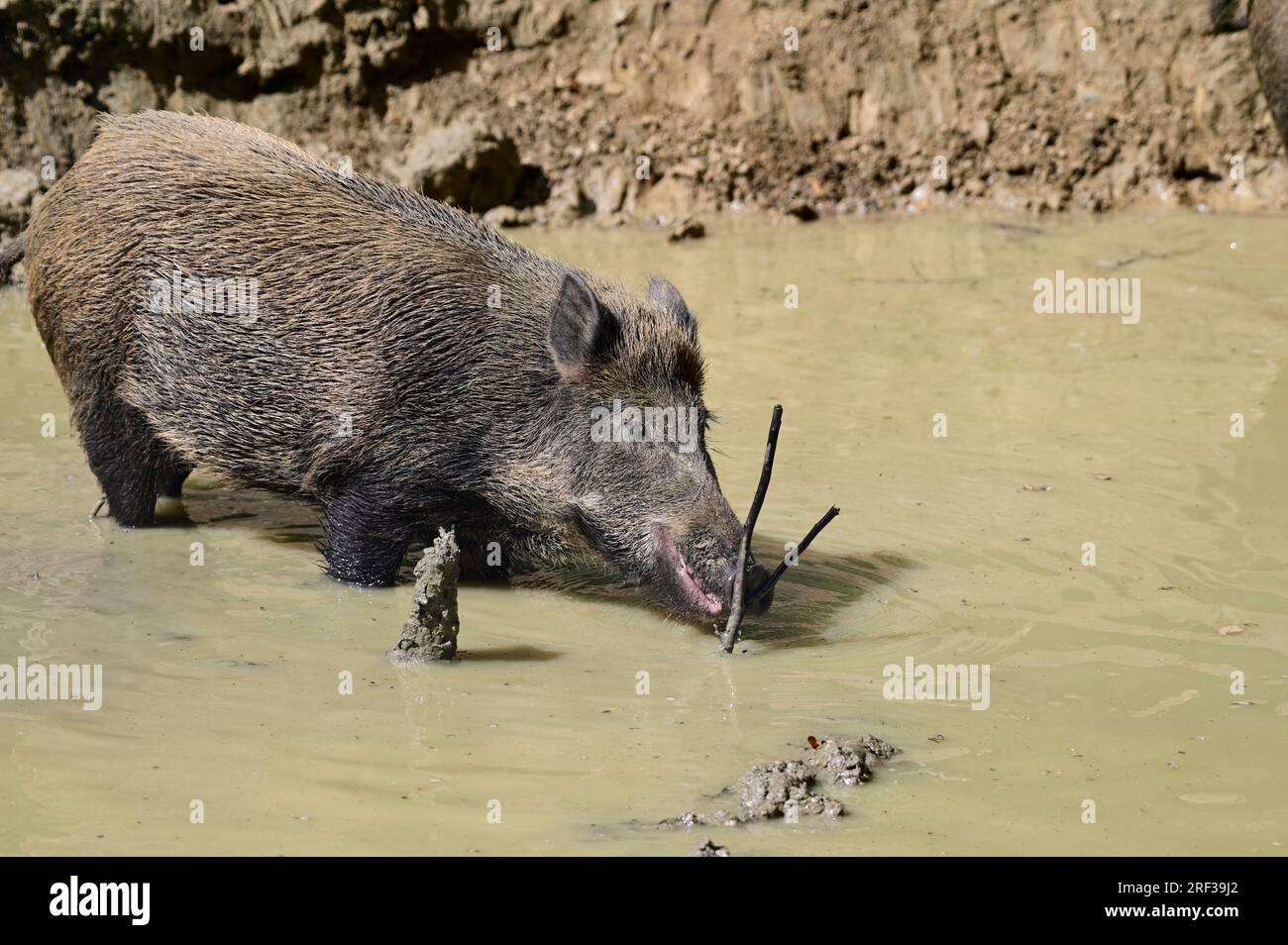 Ernstbrunn, Weinviertel, bassa Austria, Austria. 29 luglio 2023. Cinghiale (Sus scrofa) nel Parco naturale Ernstbrunn Foto Stock