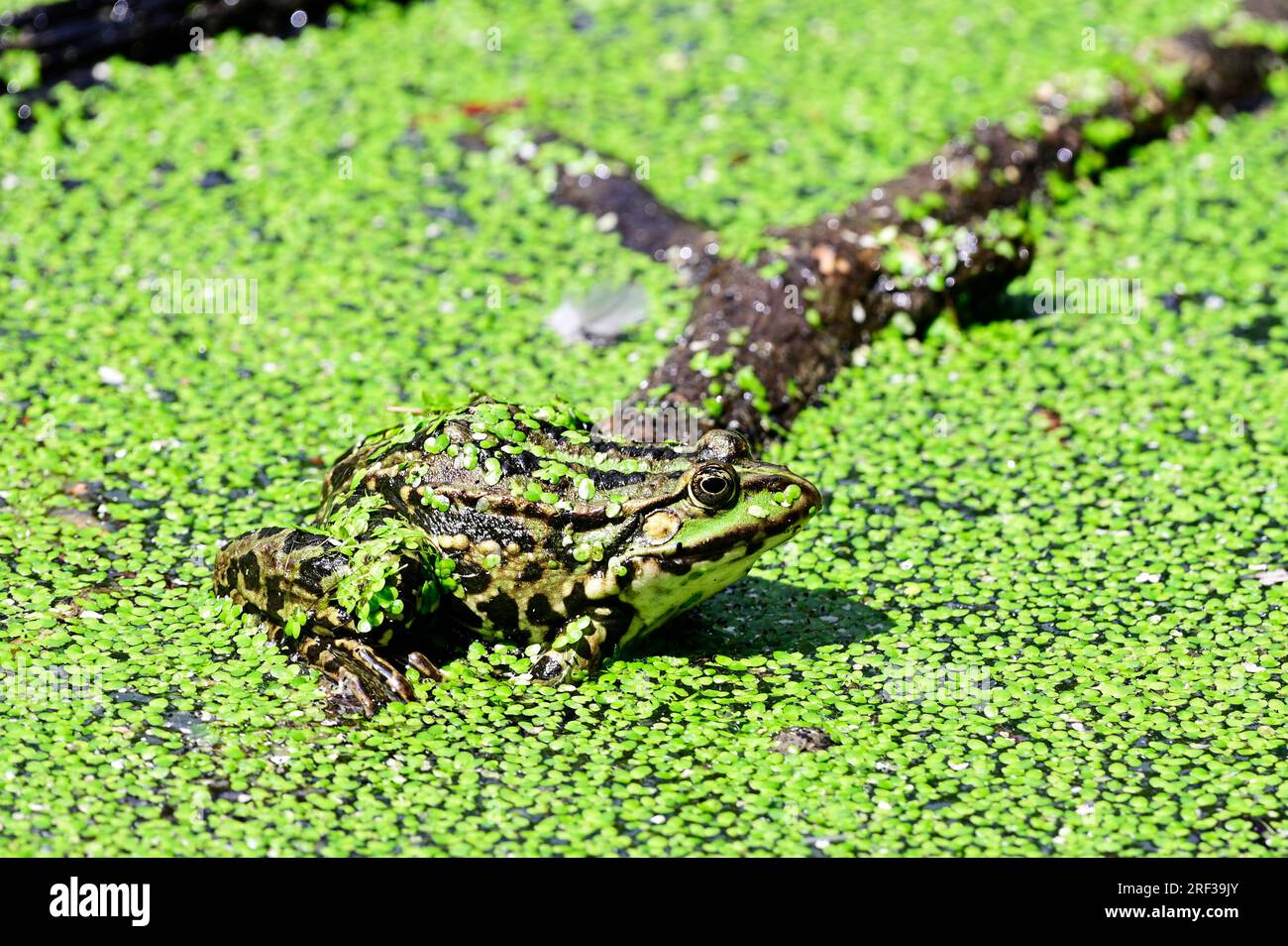 Ernstbrunn, Weinviertel, Bassa Austria, Austria. 29 luglio 2023. Probabilmente una rana di stagno (Pelophylax “esculentus”) nel parco faunistico di Ernstbrunn Foto Stock