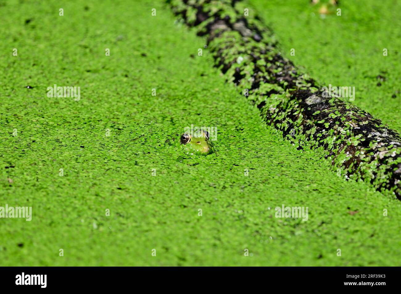 Ernstbrunn, Weinviertel, Bassa Austria, Austria. 29 luglio 2023. Probabilmente una rana di stagno (Pelophylax “esculentus”) nel parco faunistico di Ernstbrunn Foto Stock