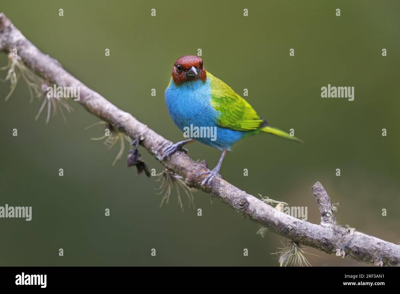 Bay-headed Tanager, Ukuku Rural Lodge, Colombia, novembre 2022 Foto Stock