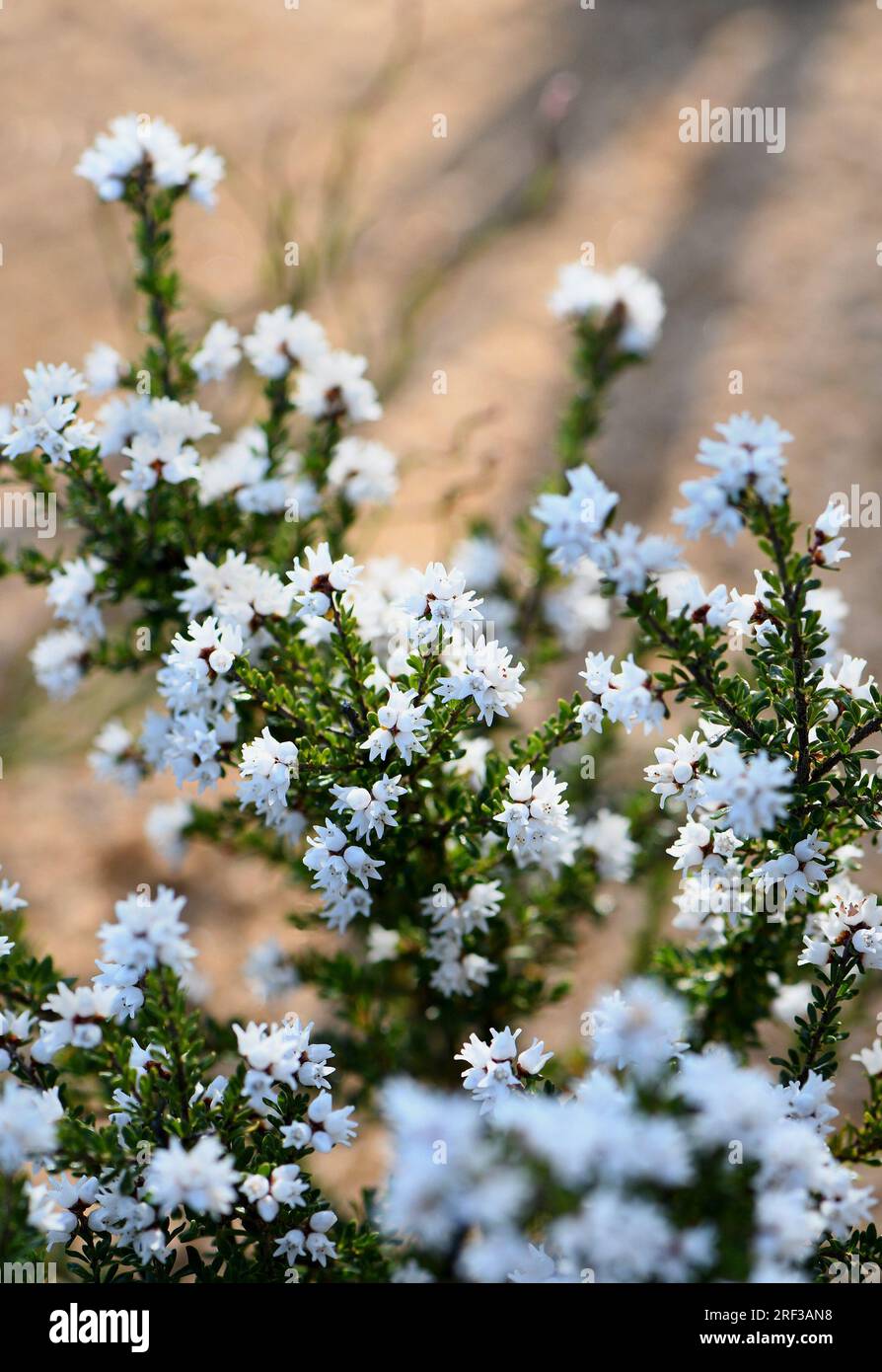 Piccoli fiori bianchi a forma di campana di Cryptandra amara, famiglia Rhamnaceae, nella brughiera di arenaria a Sydney. Arbusto Woody endemico dell'Australia orientale Foto Stock