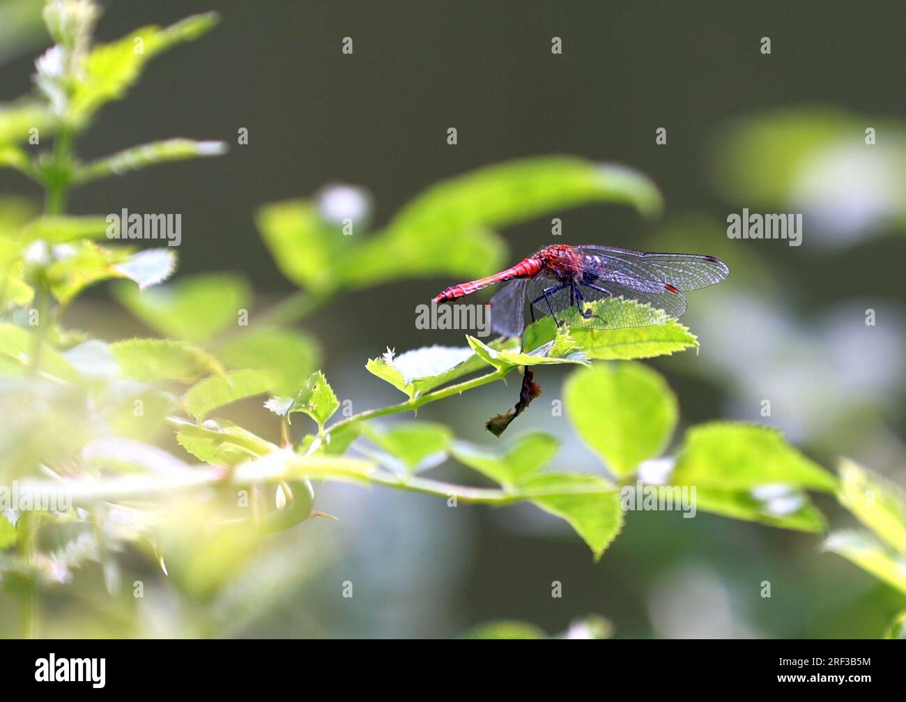 Berlino, Germania. 30 luglio 2023. Berlino: Dragonfly allo stagno nel parco cittadino di Steglitz (foto di Simone Kuhlmey/Pacific Press) credito: Pacific Press Media Production Corp./Alamy Live News Foto Stock