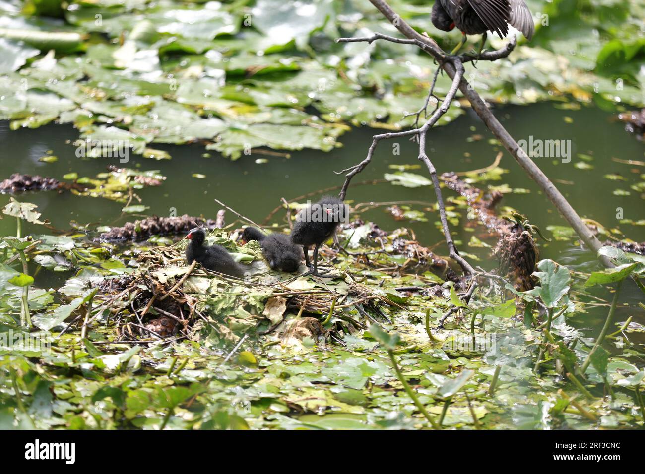 Berlino, Steglitz, Germania. 30 luglio 2023. Berlino: Una gallina brughiera nello stagno con tamponi di giglio nello Steglitzer Stadtpark. (Immagine di credito: © Simone Kuhlmey/Pacific Press via ZUMA Press Wire) SOLO USO EDITORIALE! Non per USO commerciale! Foto Stock