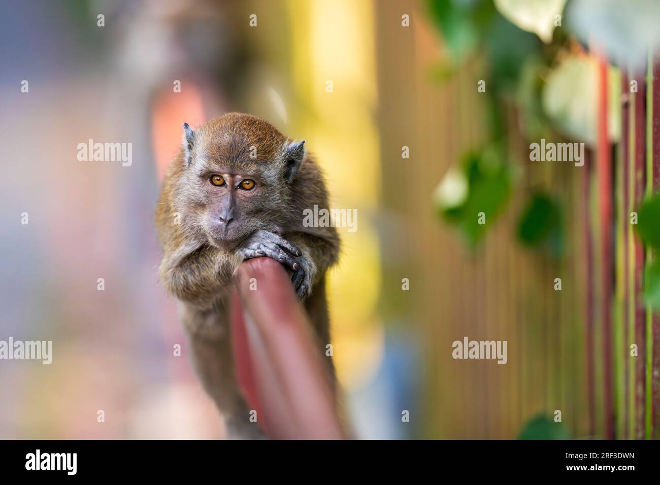 Un macaco dalla coda lunga che riposa sul corrimano di un ponte lungo la passeggiata naturalistica Punggol Promenade, Singapore Foto Stock