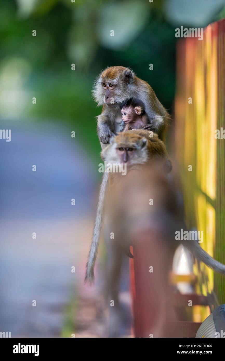 Una madre macaca dalla coda lunga e un bambino riposano sul corrimano di un ponte lungo la passeggiata naturalistica di Punggol Promenade, Singapore Foto Stock