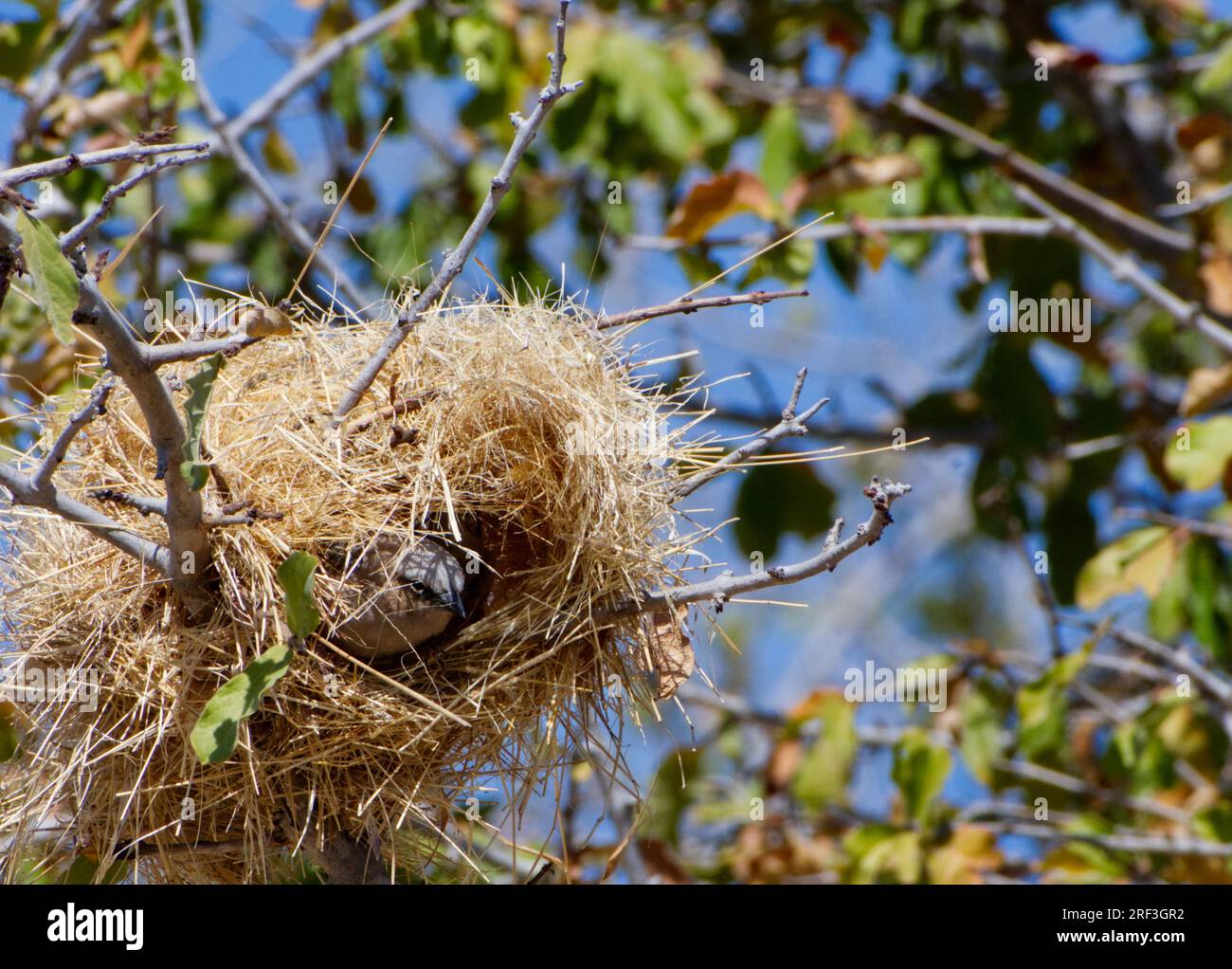 Weaver Bird sbircia fuori dal suo spettacolare nido intrecciato in una luminosa giornata di sole nel Parco Nazionale Ruaha 01, Tanzania Foto Stock