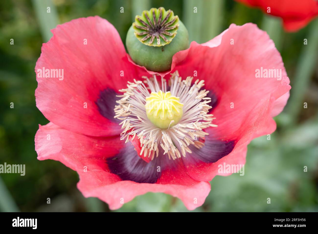 Primo piano di un bellissimo papavero estivo di oppio rosa scuro e viola (Papaver somniferum) Foto Stock