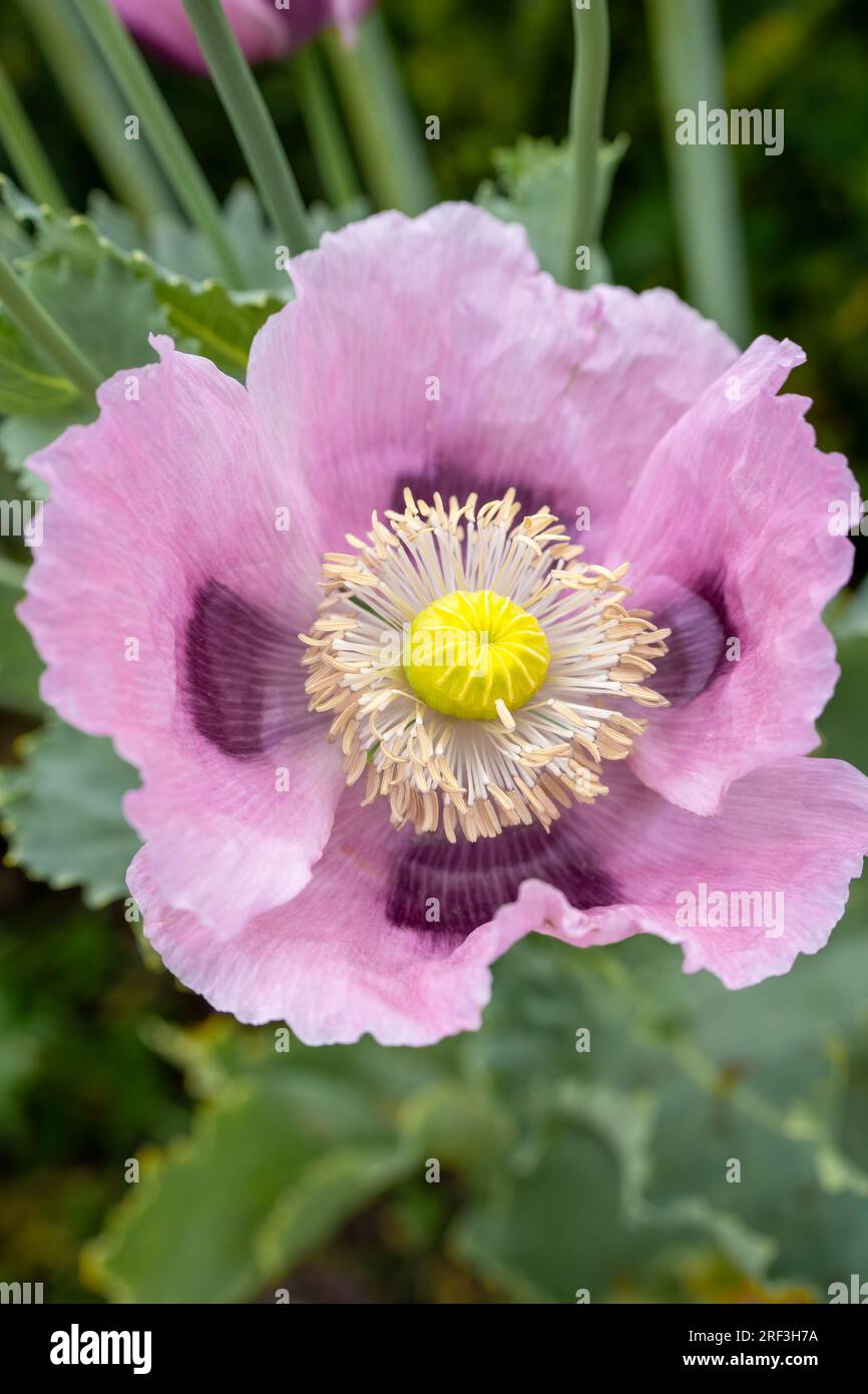 Primo piano di un bellissimo papavero da oppio rosa e viola estivo (Papaver somniferum) Foto Stock
