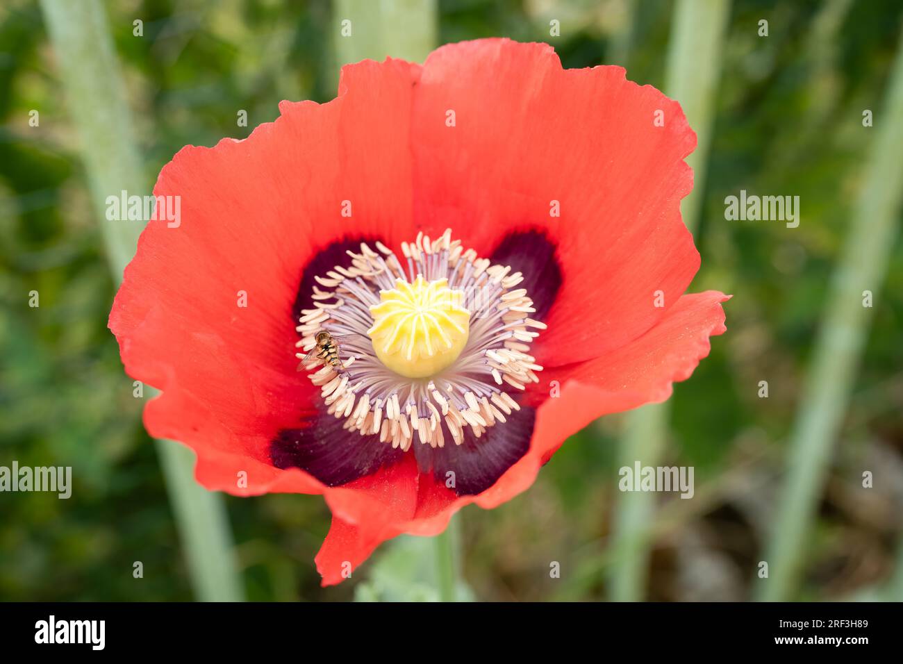 Primo piano di un bellissimo papavero rosso e viola estivo di oppio (Papaver somniferum) Foto Stock