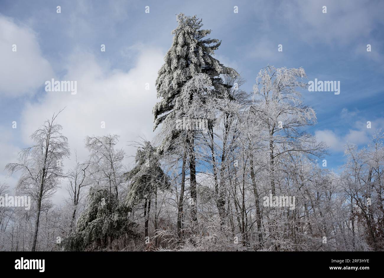 Coperta di neve alberi Foto Stock