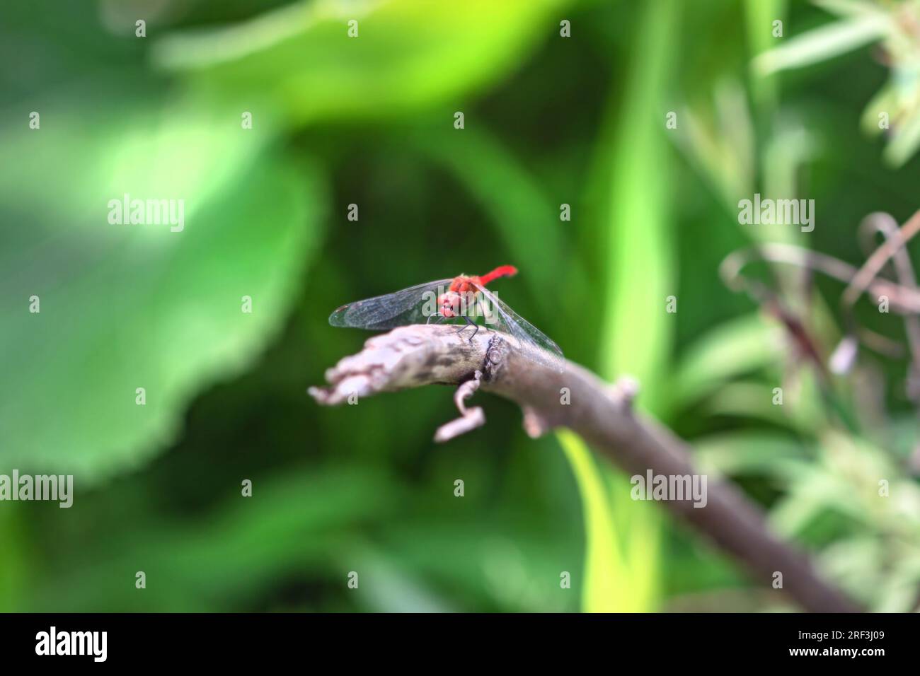 Una vera dragonfly stanca con ali abbassate nelle soleggiate giornate Foto Stock