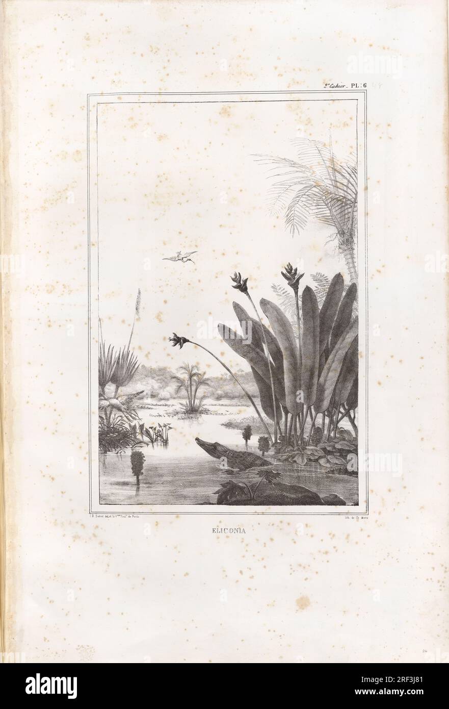 Eliconia 1834 di Firmin-Didot Frères Foto Stock