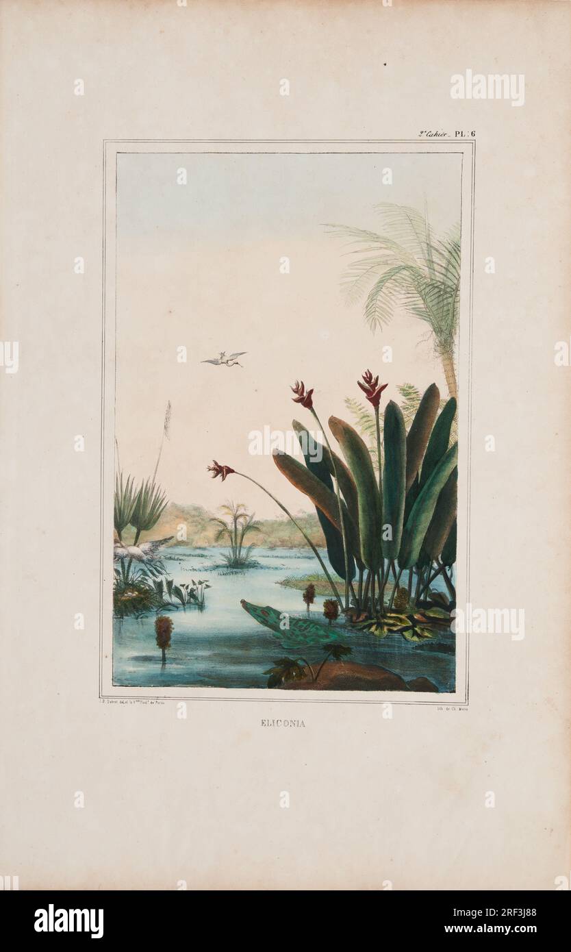 Eliconia 1835 di Firmin-Didot Frères Foto Stock