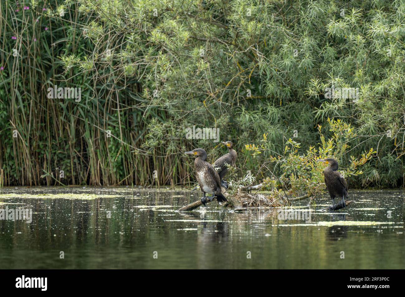 Tre cormorani, uccelli marini carbo Phalacrocorax arroccati su un albero caduto in un lago. Foto Stock