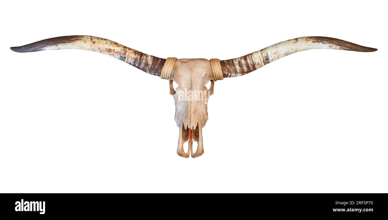 Cranio di un toro longhorn isolato su sfondo bianco Foto Stock