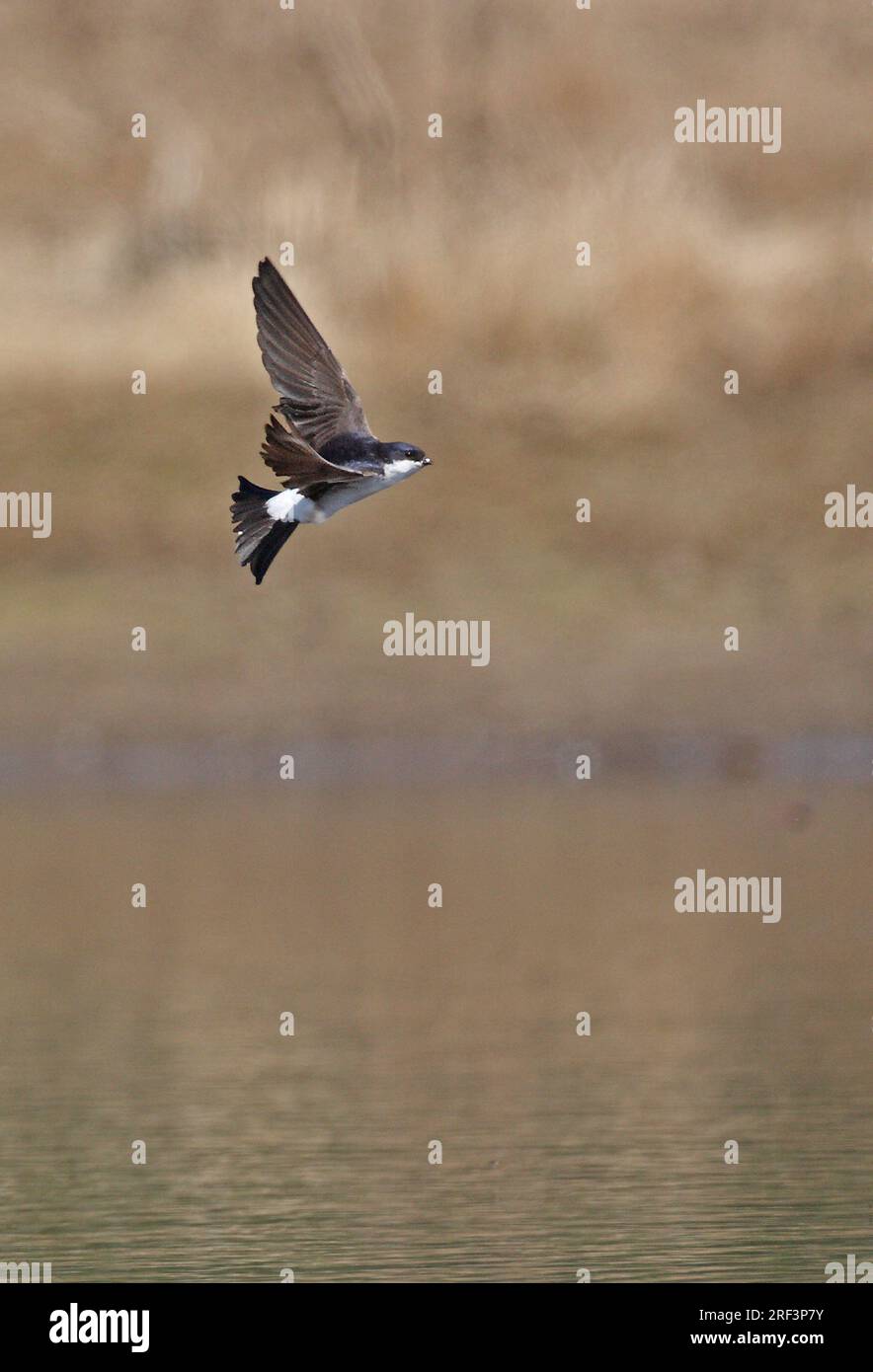 Casa Martin (Delichon urbicum urbicum) adulti in volo sopra lo stagno Eccles-on-Sea, Norfolk, Regno Unito. Luglio Foto Stock