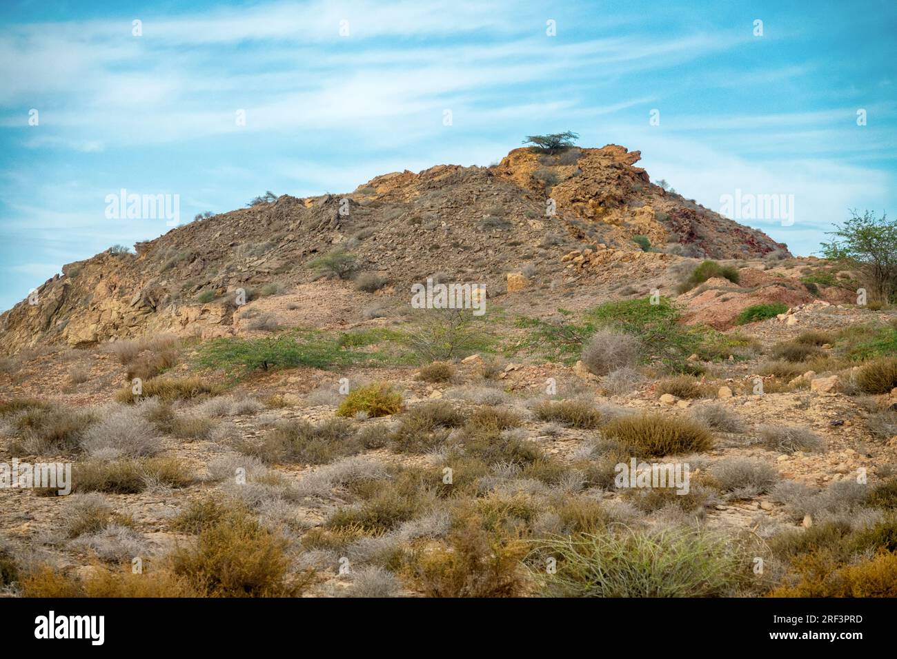 Maquis in riva al mare. Boschetti di arbusti sempreverdi dalle foglie dure e spinose, alberi incantati e alte erbe nelle aride regioni subtropicali. Eco secondario Foto Stock