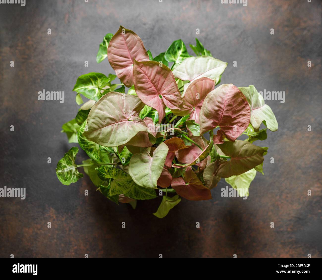 Syngonium Podophyllum Mix con allusione rosa e specie di farfalla bianca. Piante bellissime con foglie rosa variegazione su sfondo marrone Foto Stock