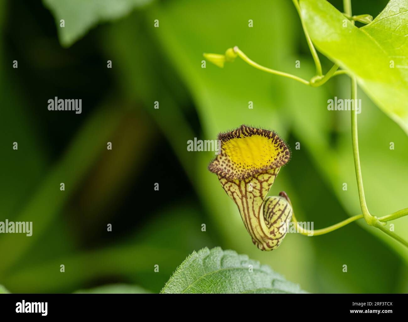 Aristolochia sempervirens. Foto Stock