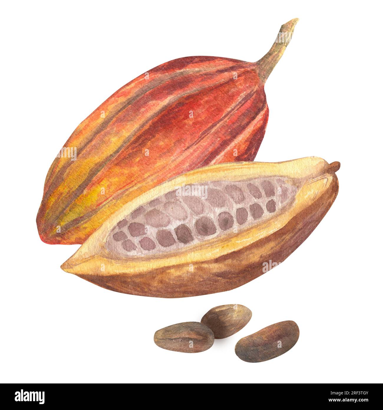 Illustrazione ad acquerello della frutta di cacao tagliata ripiena di semi di cacao o fagioli. Illustrazione isolata disegnata a mano. Adatto per il design del packaging, menu Foto Stock