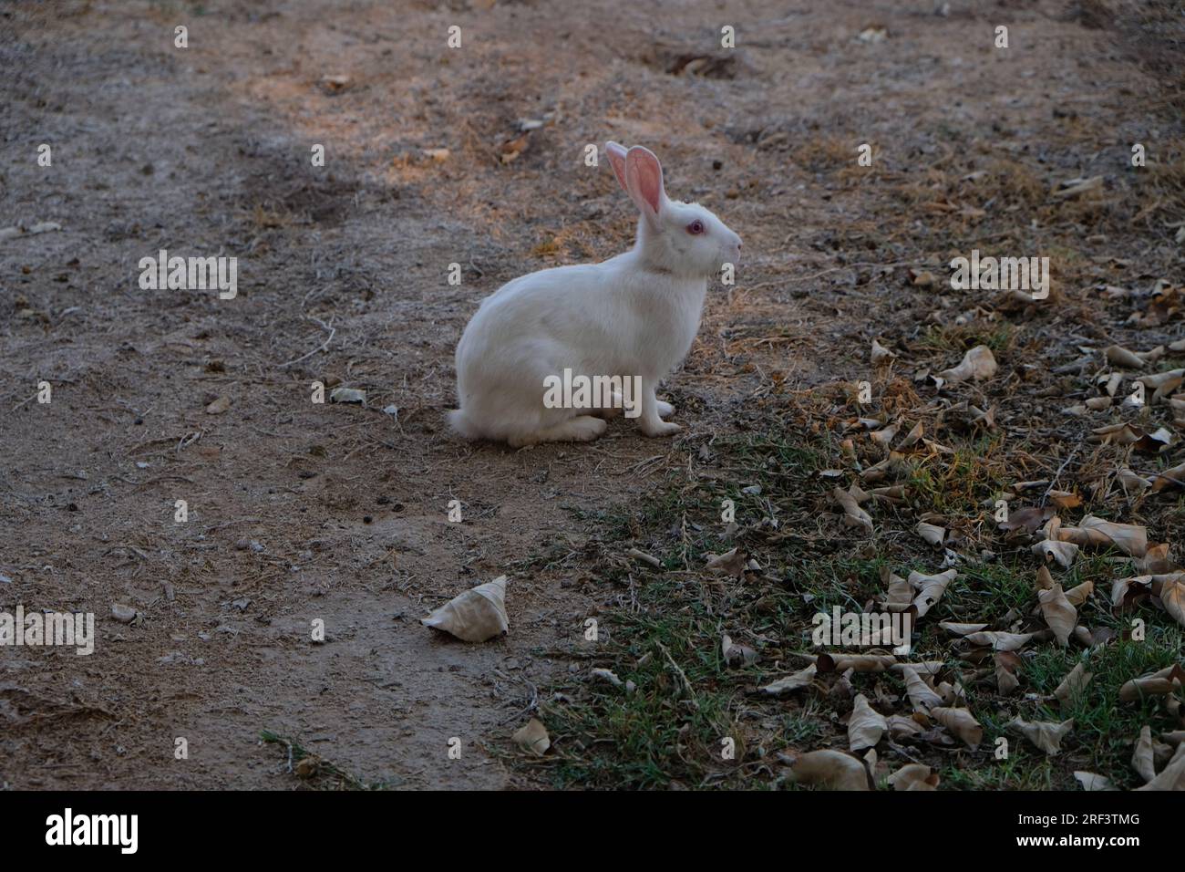 Due simpatici baby bianco conigli mangiare erba sul terreno della paglia  Foto stock - Alamy