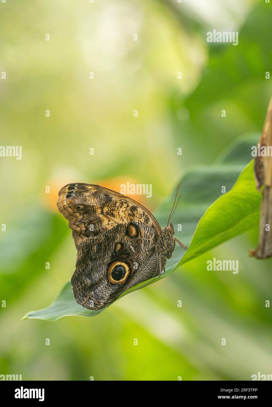 Farfalla civetta: Caligo memnon Foto Stock