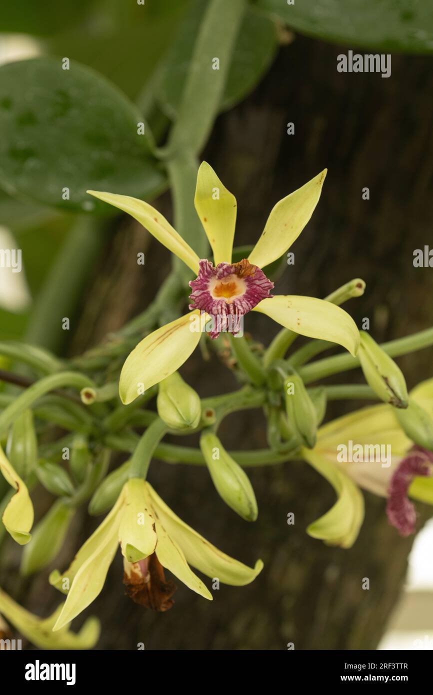 Vanilla Orchid: Vanilla imperialis. Foto Stock