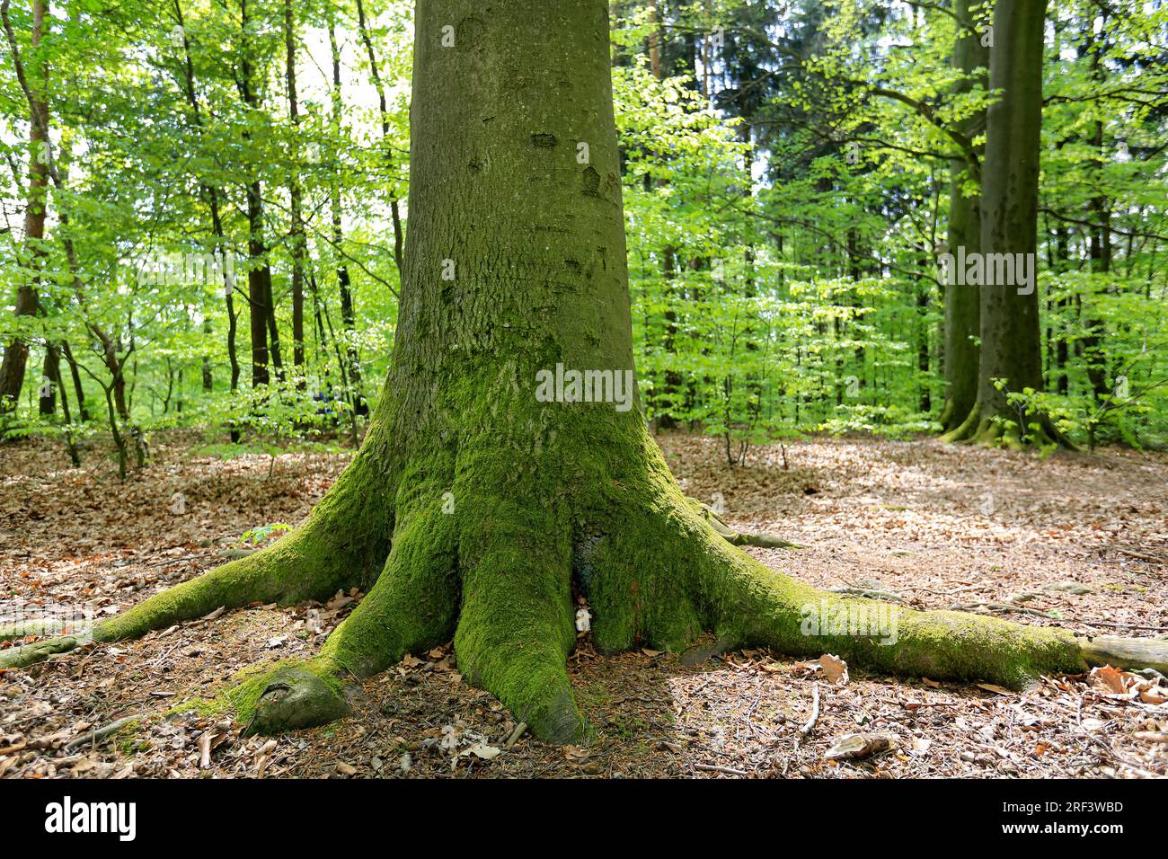 Il vecchio muschio copriva il tronco degli alberi e le radici in una radura forestale Foto Stock
