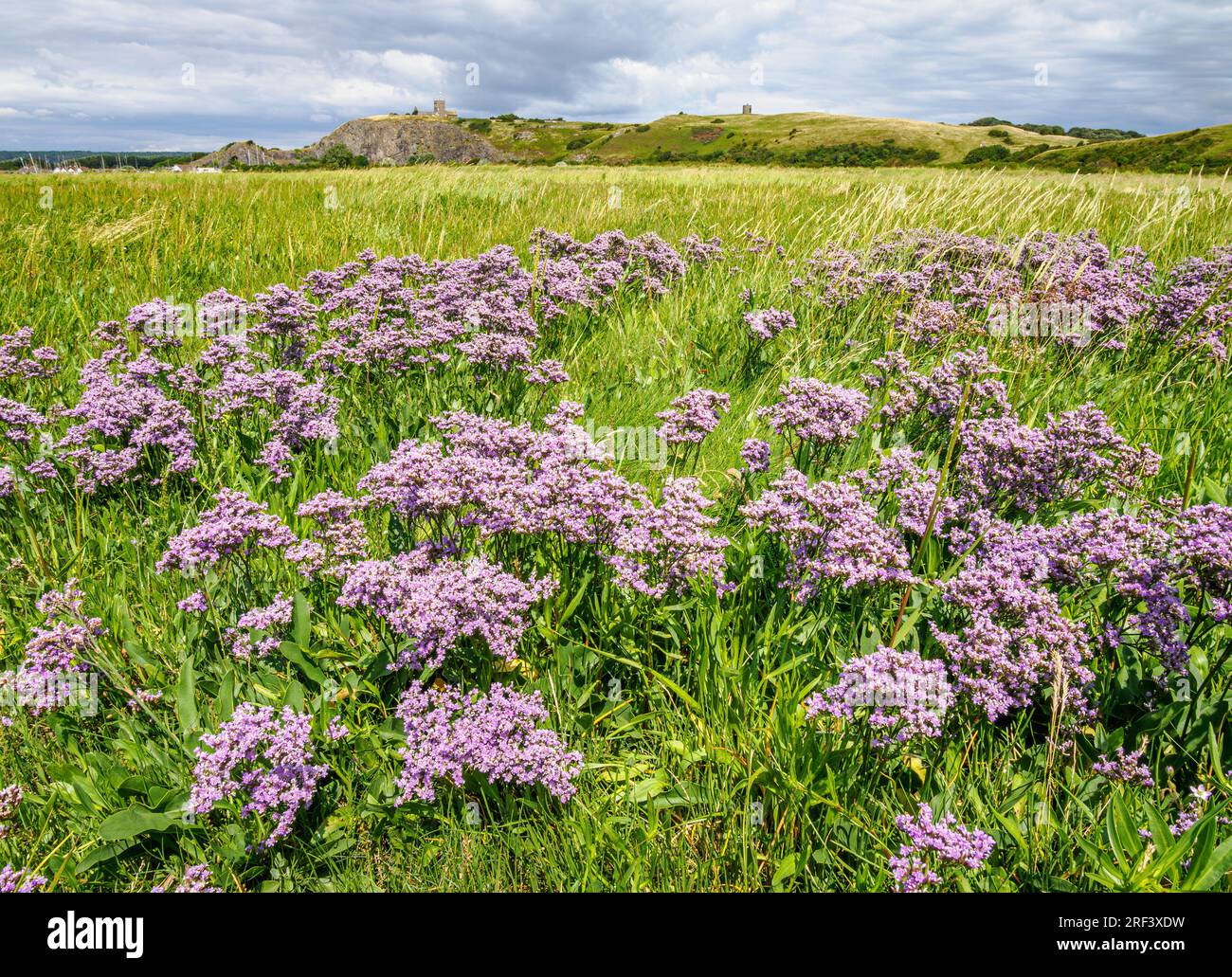 Fioritura del Limonio vulgare di lavanda marina presso la palude salina di Uphill nel Somerset, Regno Unito Foto Stock